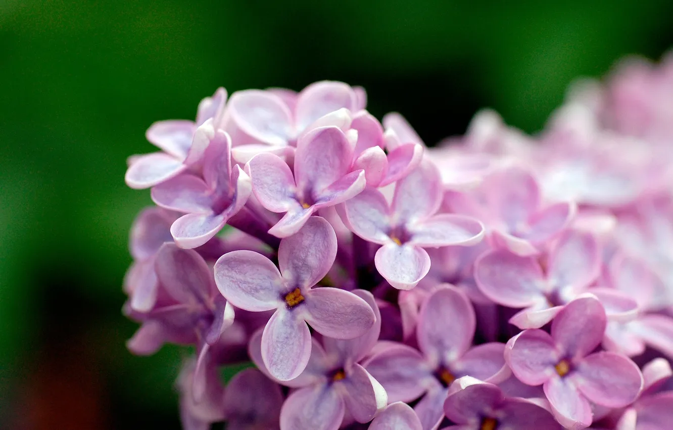 Photo wallpaper green, flower, tree, plant