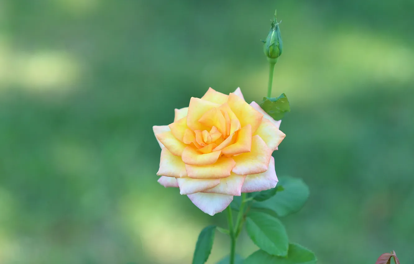 Photo wallpaper roses, petals, buds