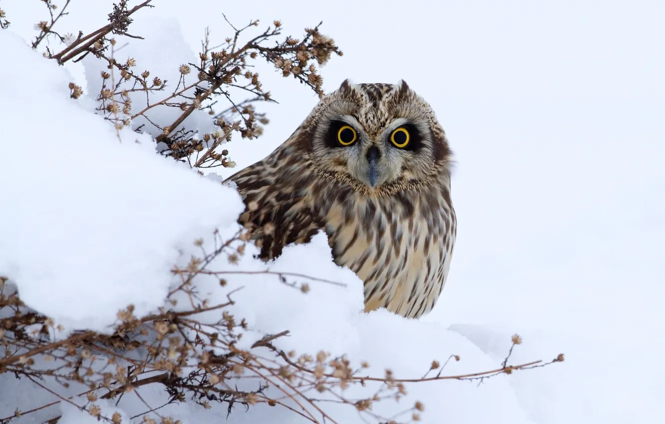 Photo wallpaper winter, look, snow, owl, bird, looks, tail