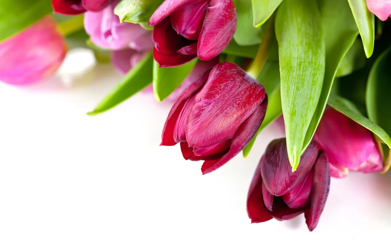 Photo wallpaper bouquet, tulips, white background, pink, Burgundy