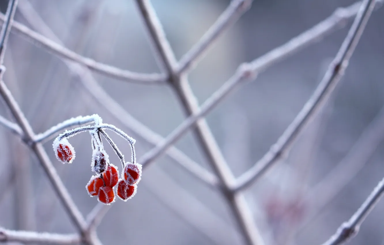 Photo wallpaper frost, snow, branches, berries, frost