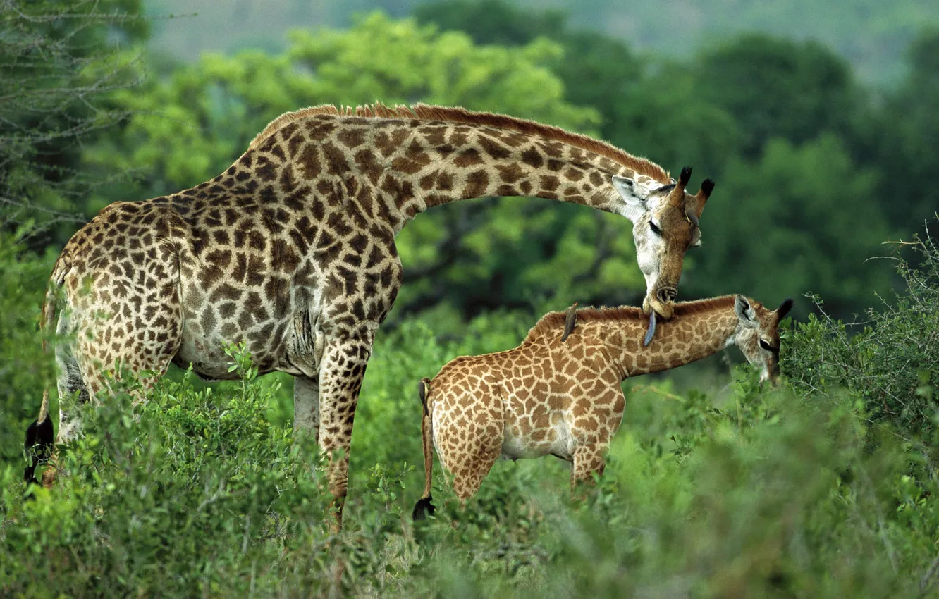 Photo wallpaper language, family, giraffe, pair, care