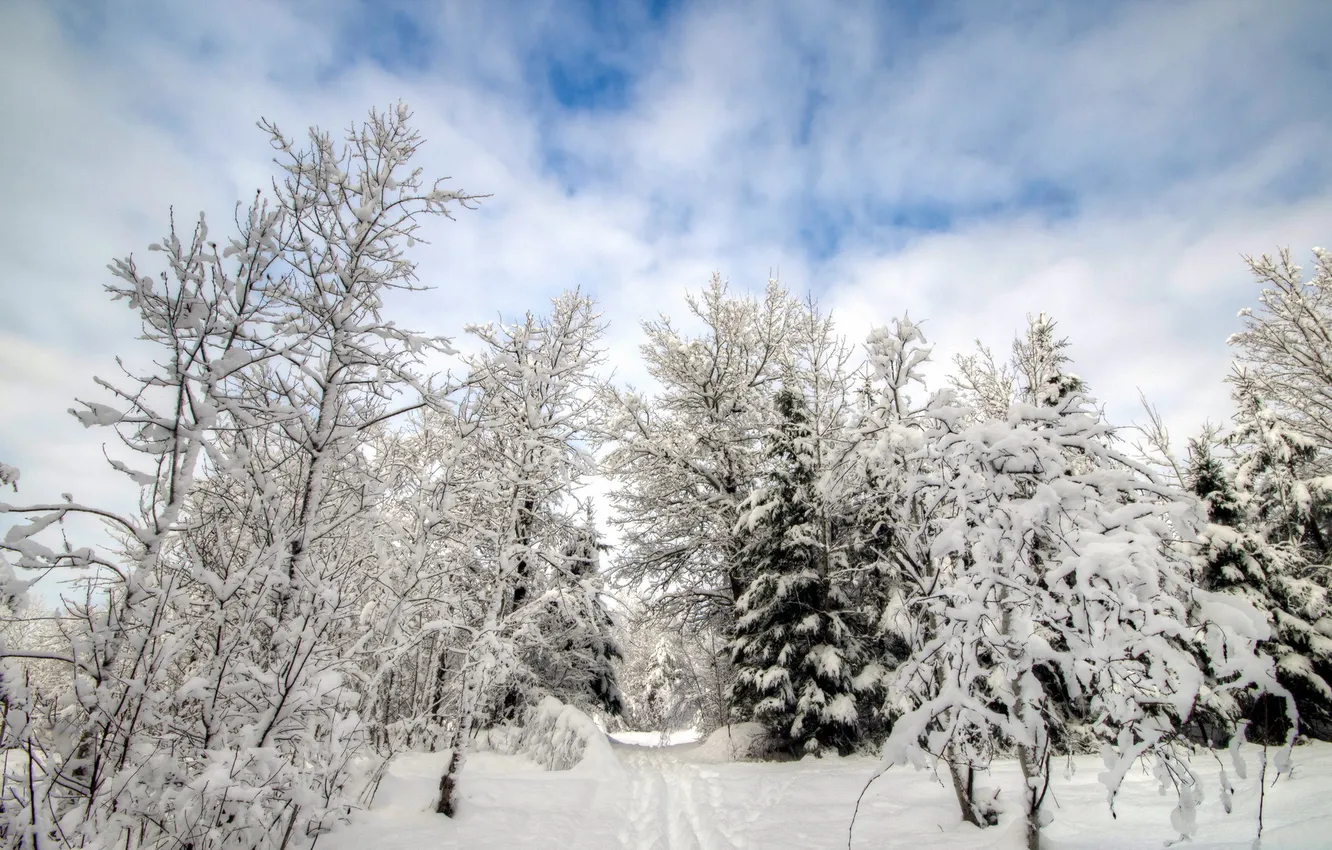 Photo wallpaper winter, forest, snow
