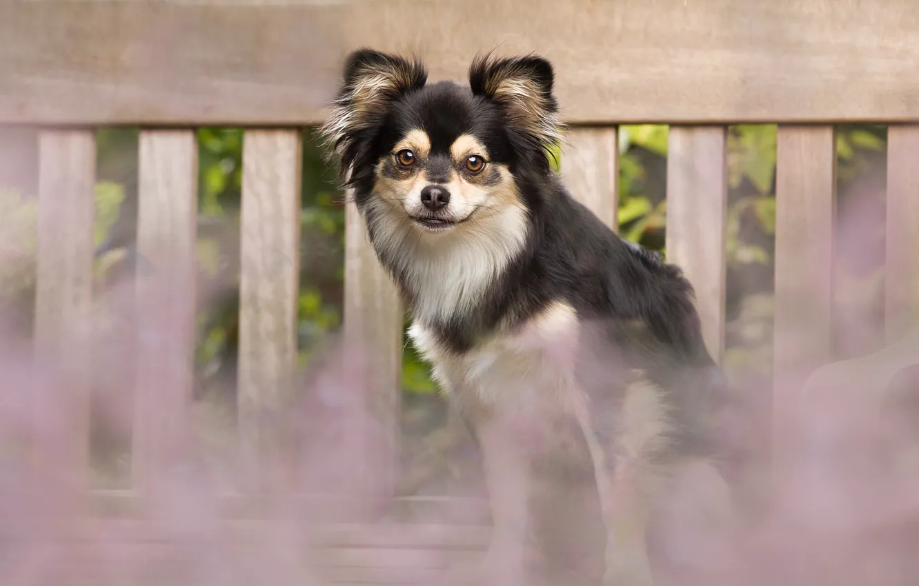 Photo wallpaper sweetheart, the fence, Chihuahua