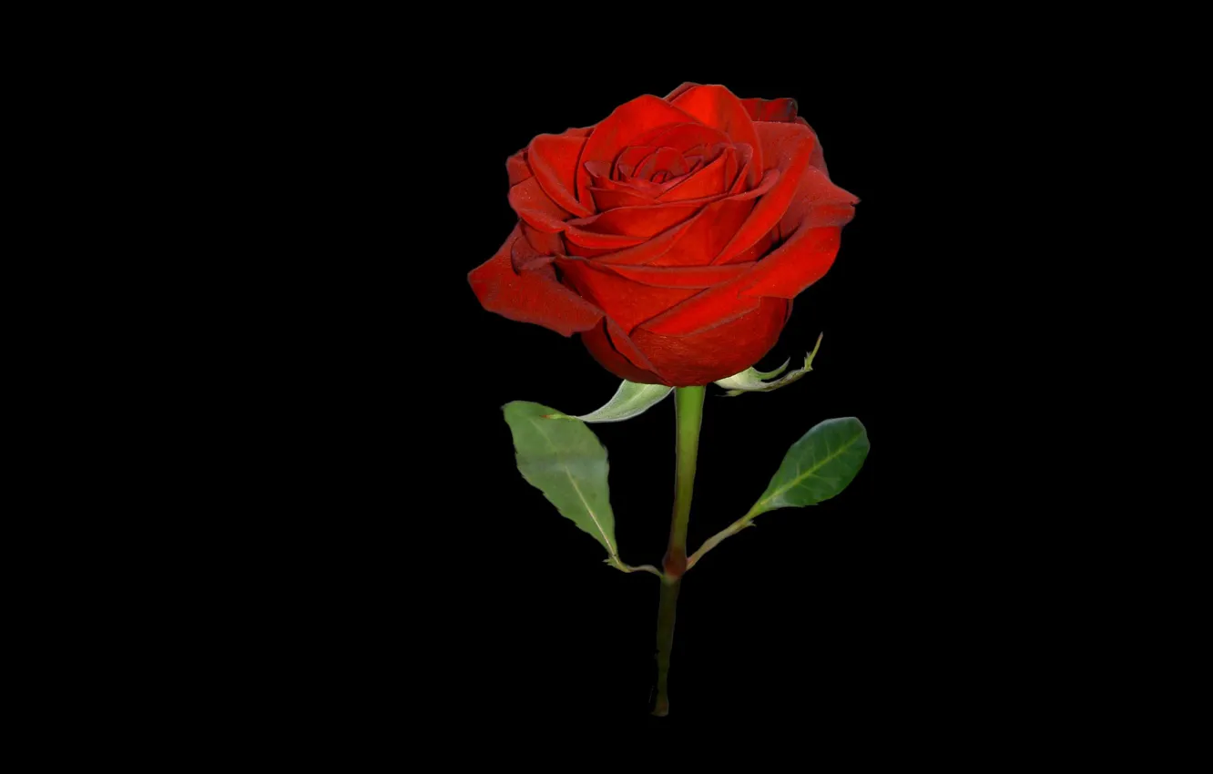 Photo wallpaper flower, rose, black background