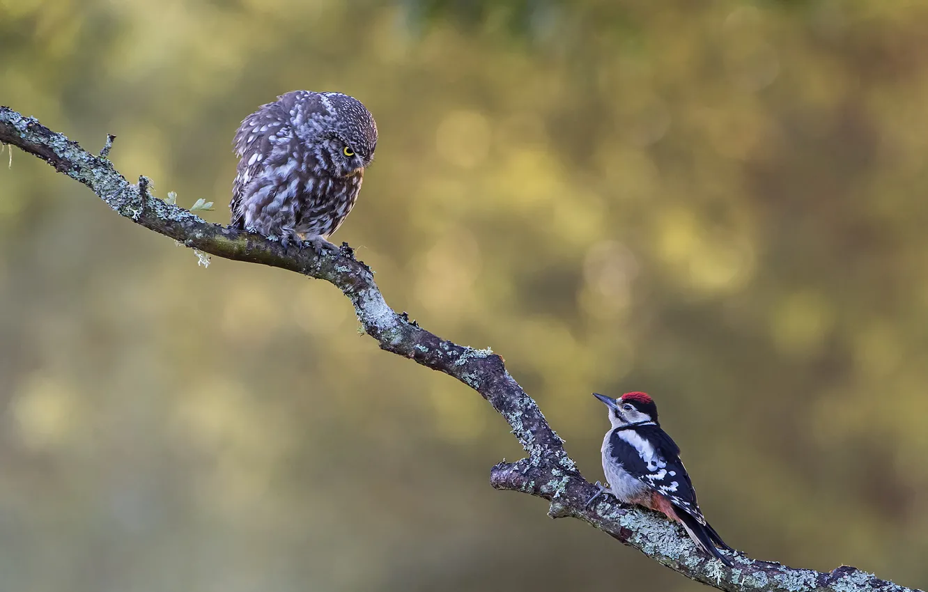 Photo wallpaper birds, background, owl, two, branch, woodpecker, pair, a couple