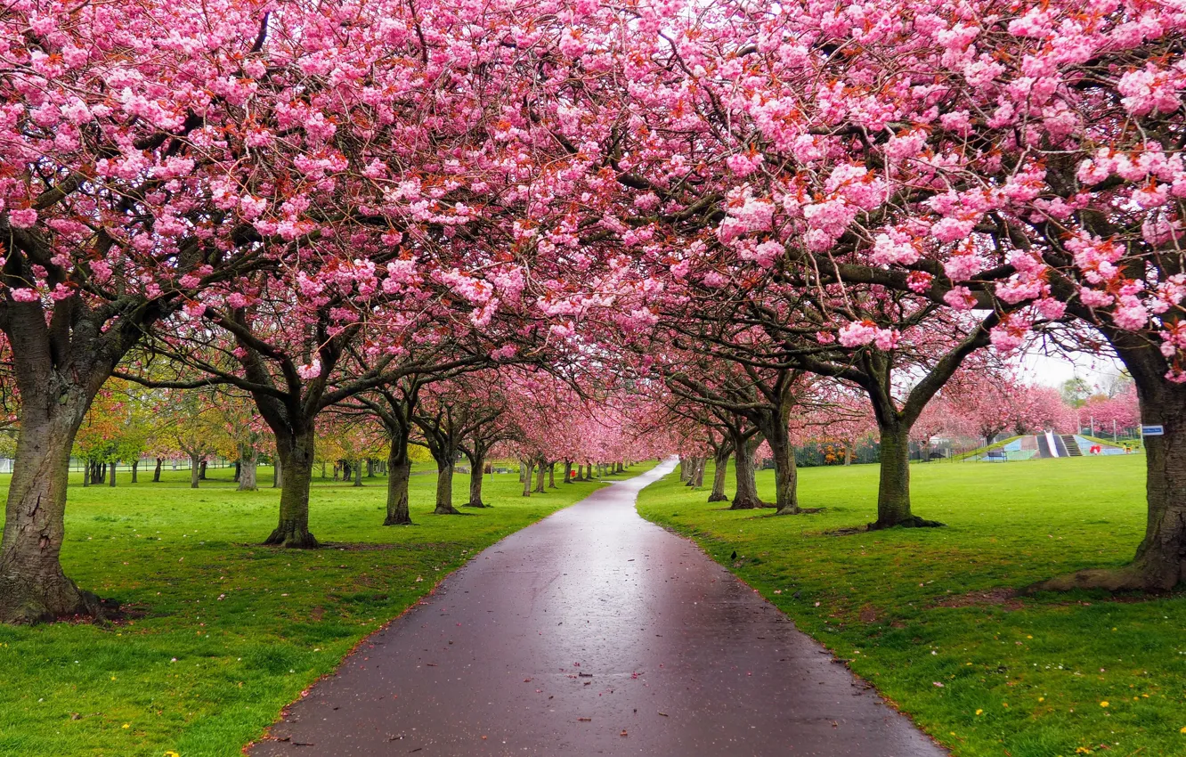 Photo wallpaper road, trees, nature