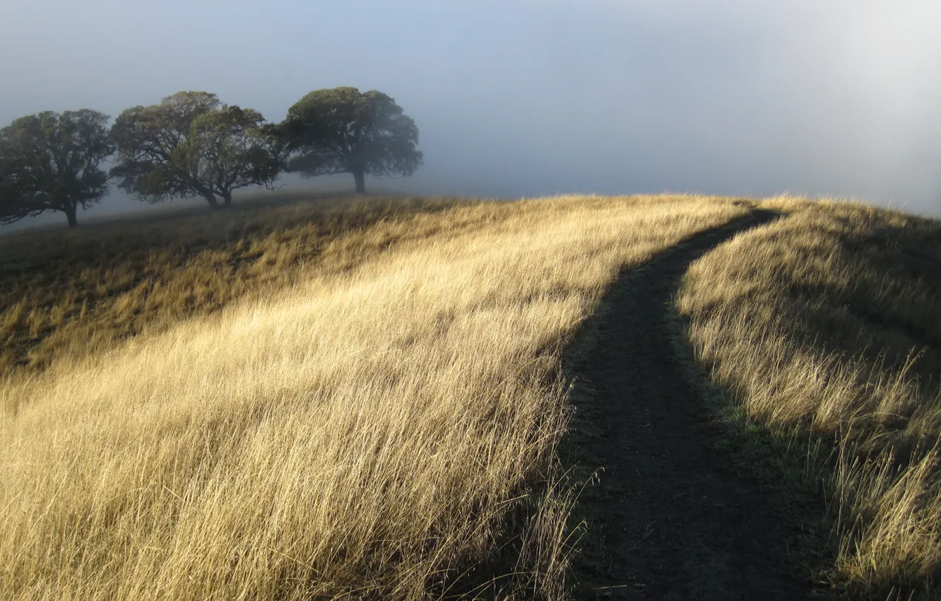 Photo wallpaper grass, trees, fog, Hill, path, dry