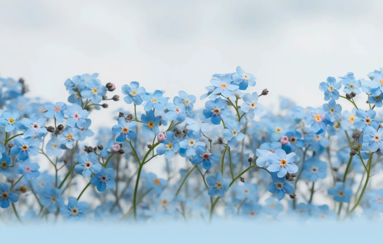 Photo wallpaper blue, spring, forget-me-nots, AI art, neural network