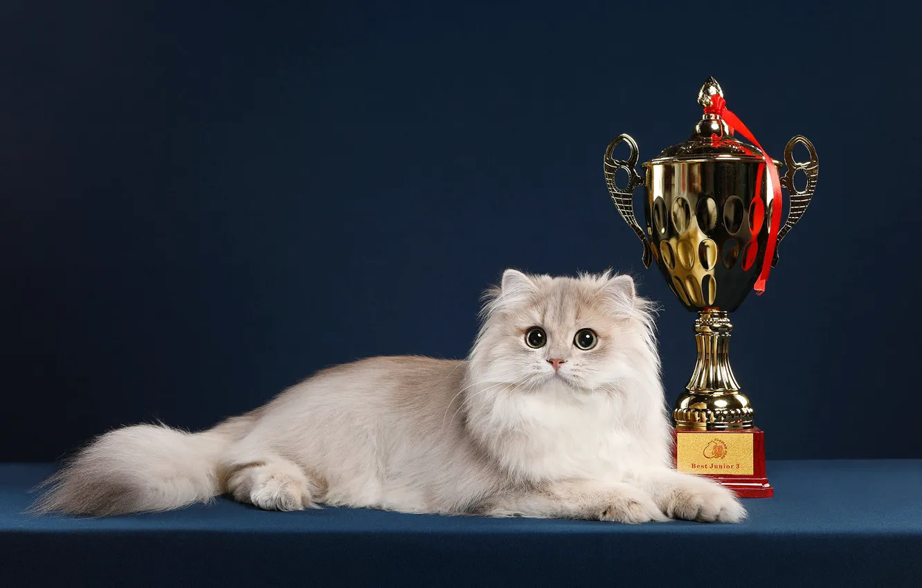 Photo wallpaper cat, cat, look, pose, background, muzzle, award, lies