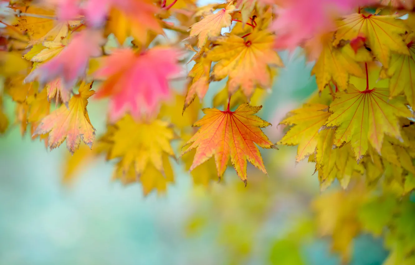 Photo wallpaper leaves, background, blur, autumn