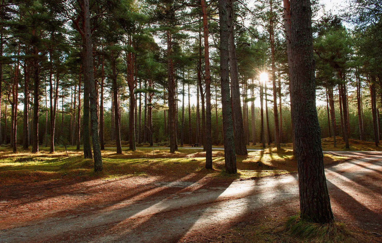 Photo wallpaper forest, the sun, light, Park, pine, pine forest
