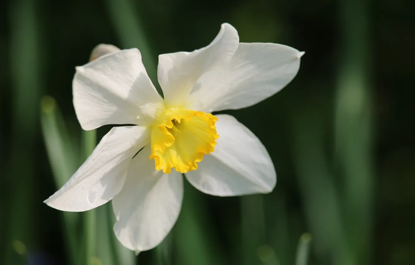 Photo wallpaper Spring, Spring, Narcissus, Narcissus