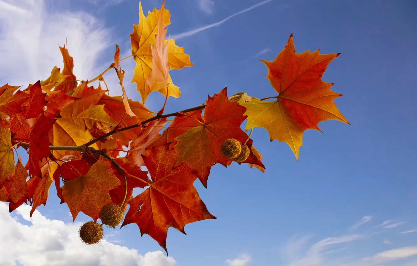 Photo wallpaper sky, autumn, leaves, tree