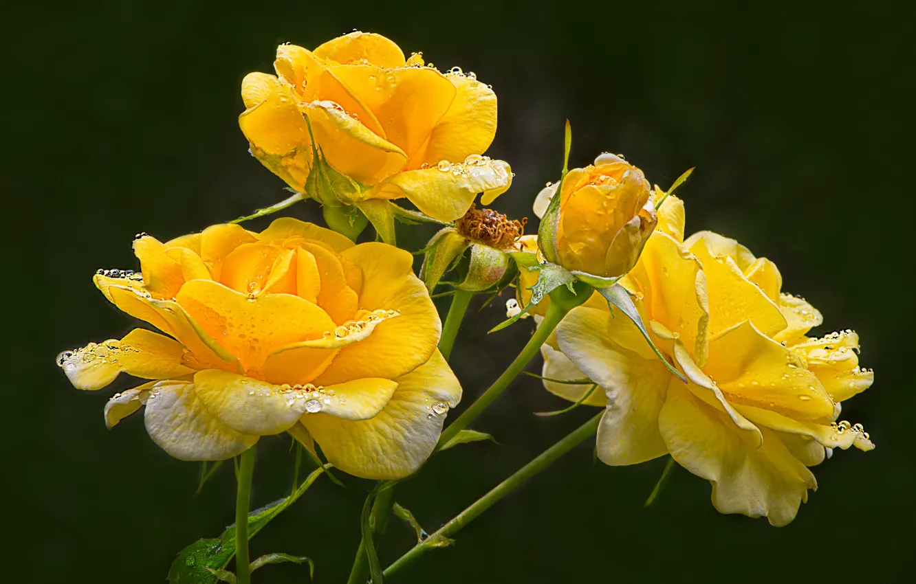 Photo wallpaper flowers, background, black background, yellow roses