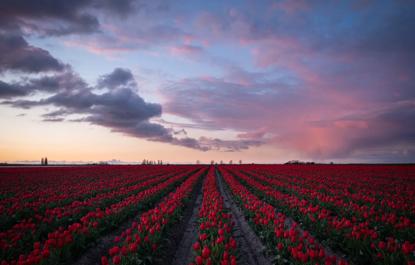 Photo wallpaper field, the sky, clouds, sunset, flowers, spring, the evening, horizon