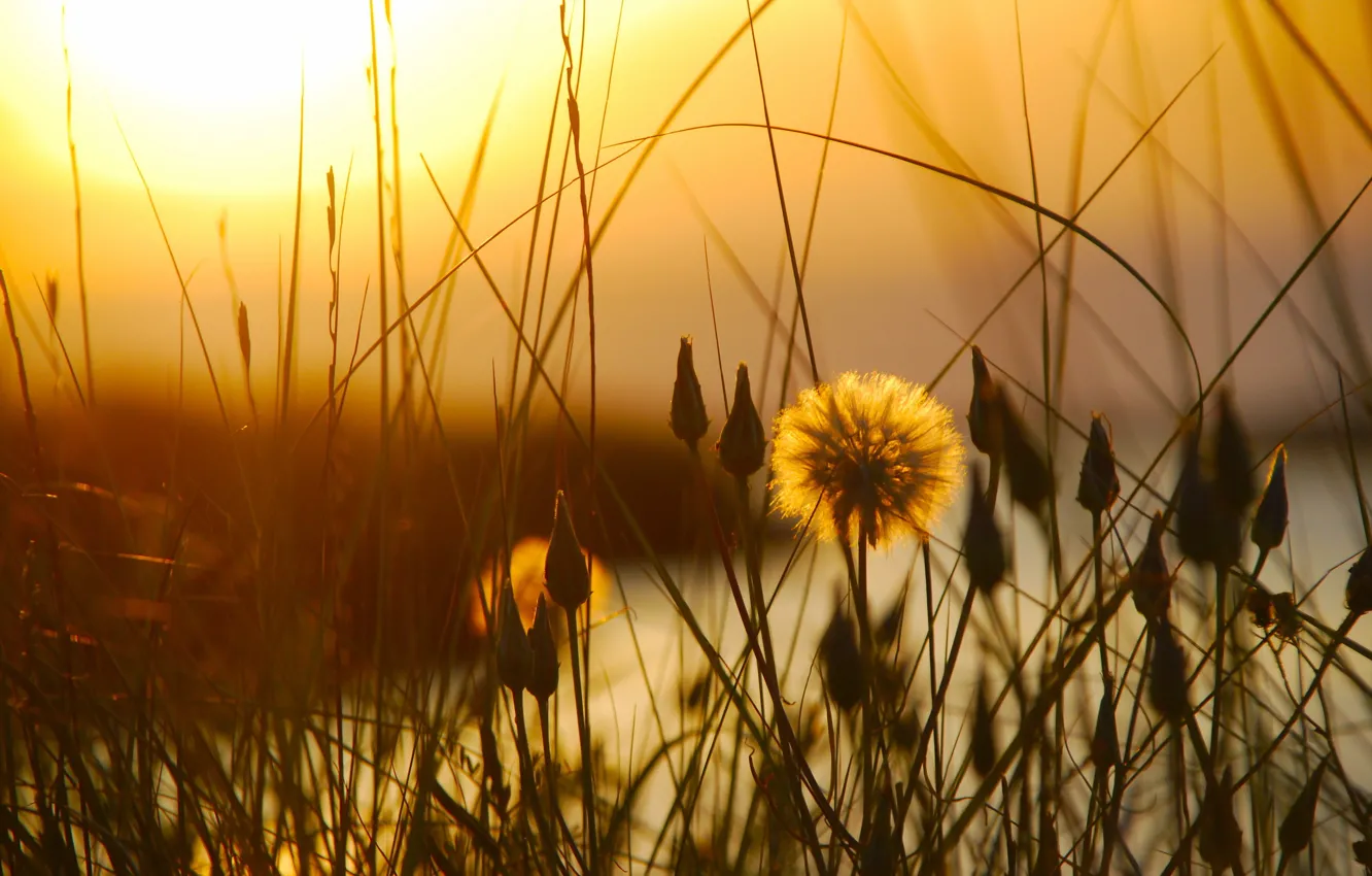 Photo wallpaper grass, sunset, nature
