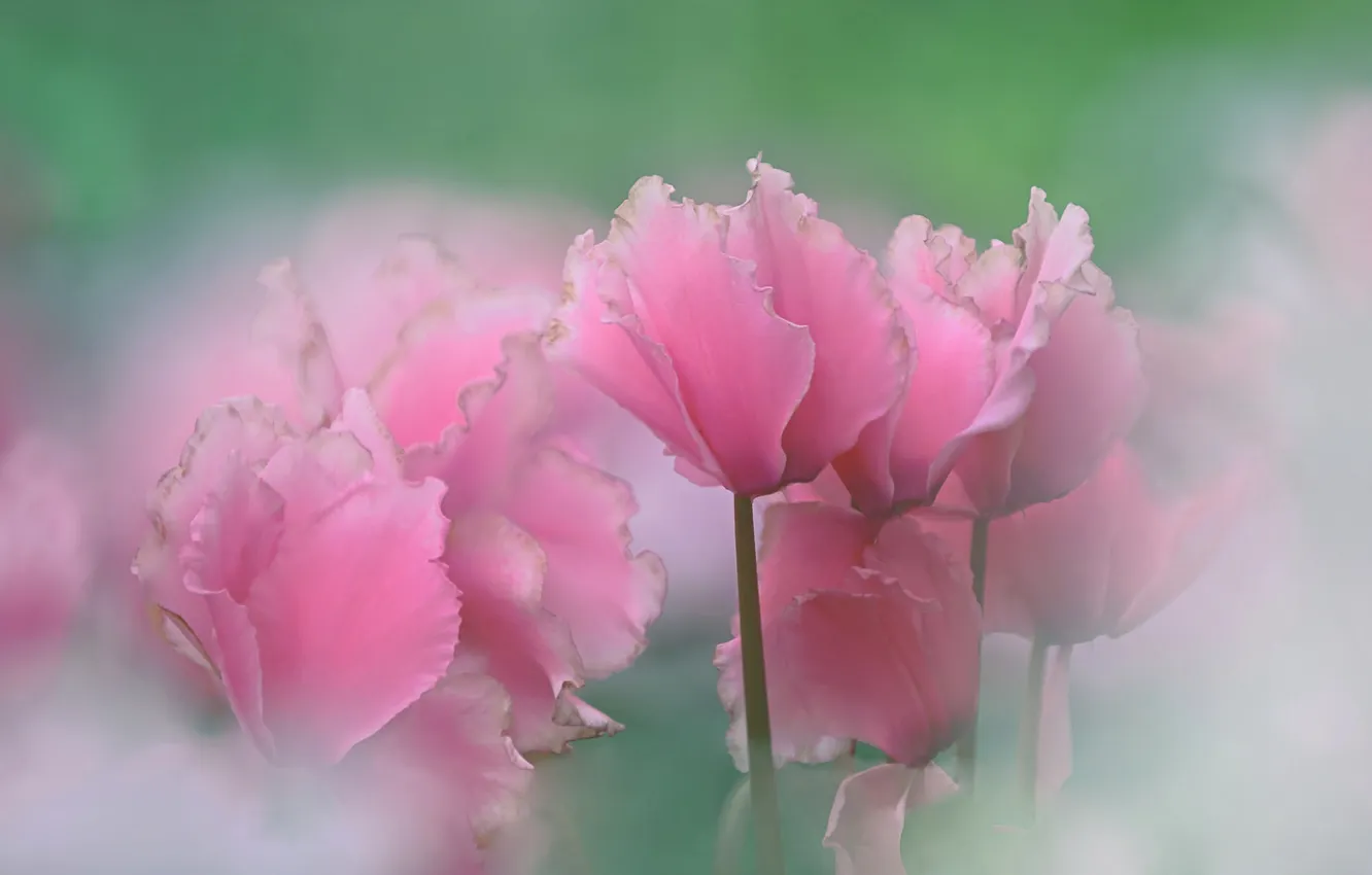 Photo wallpaper nature, paint, petals, stem