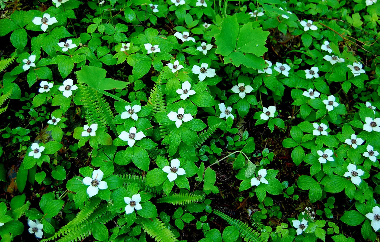 Photo wallpaper leaves, flowers, carpet, plant, spring