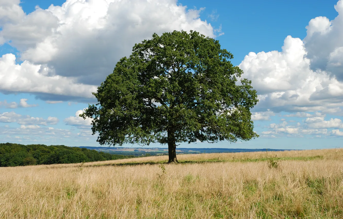 Photo wallpaper forest, the sky, grass, clouds, trees, glade, the edge