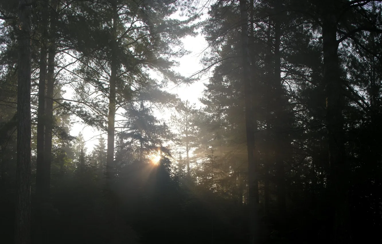 Photo wallpaper forest, rays, light, trees, nature, photo