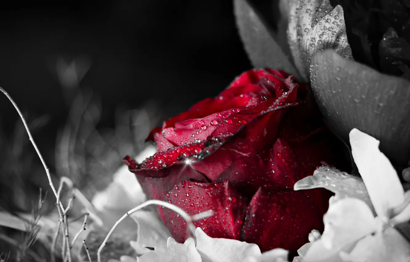 Photo wallpaper water, drops, flowers, red, Rosa, background, Wallpaper, black