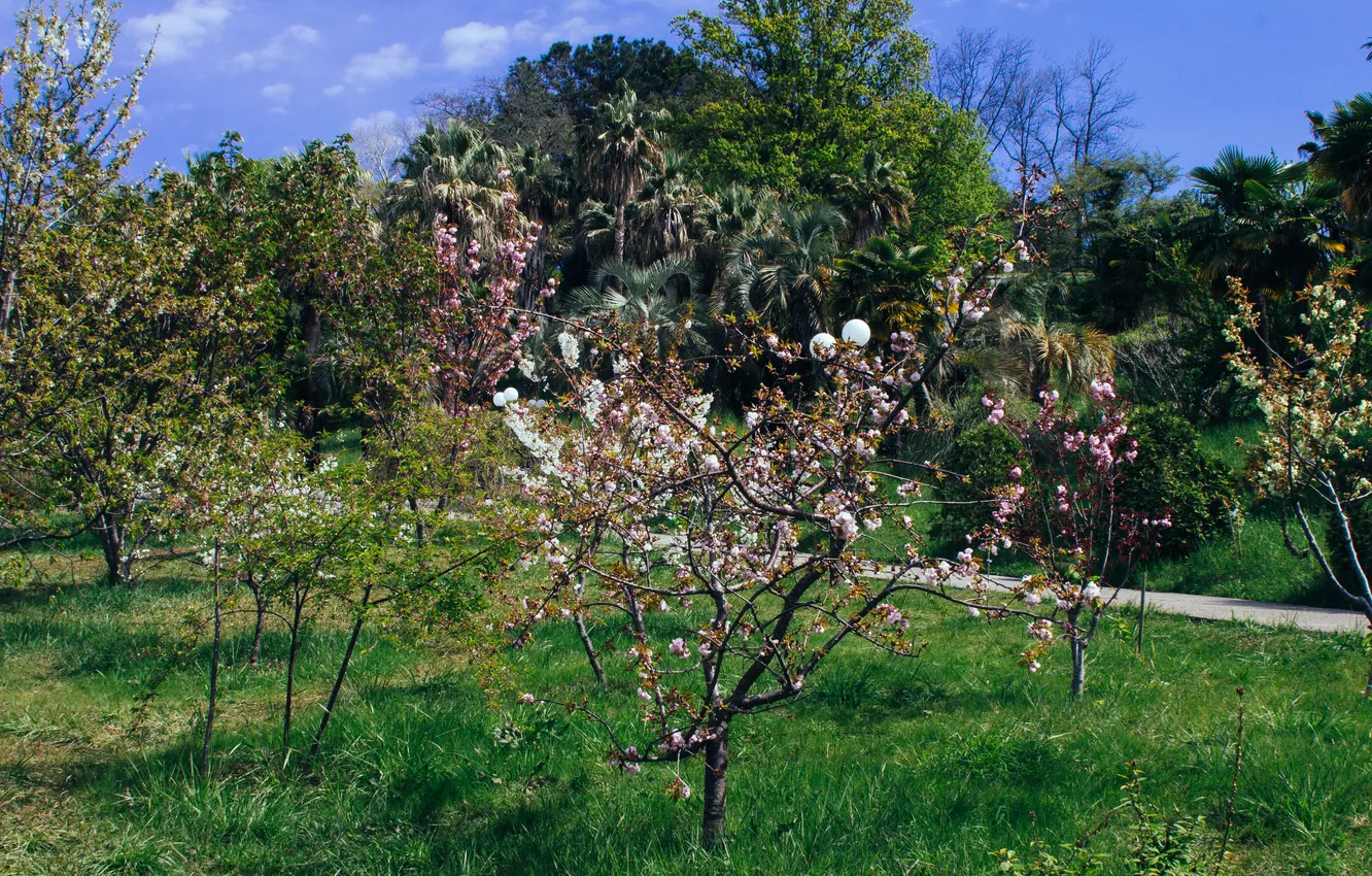 Photo wallpaper the sky, trees, nature, spring, Sakura, April, blooms, Russia