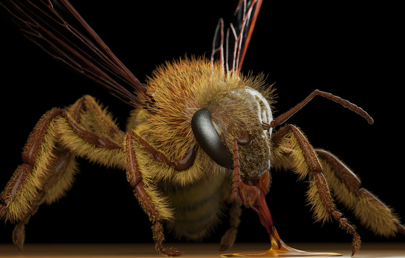 Photo wallpaper OSA, art, Eric Keller, Apis mellifera (honey bee)
