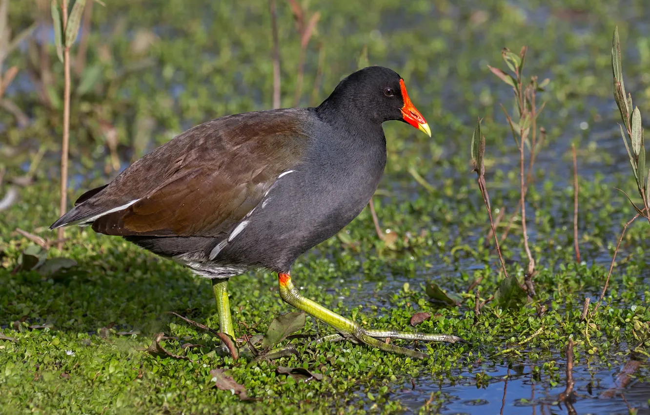 Photo wallpaper bird, beak, Moorhen