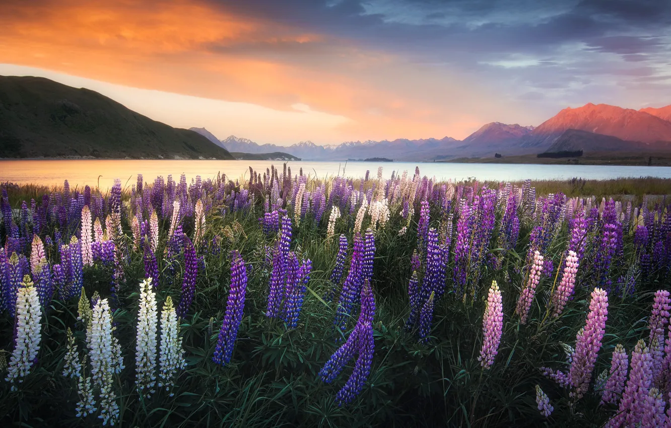 Photo wallpaper Lupins, New Zealand, Lake Tekapo