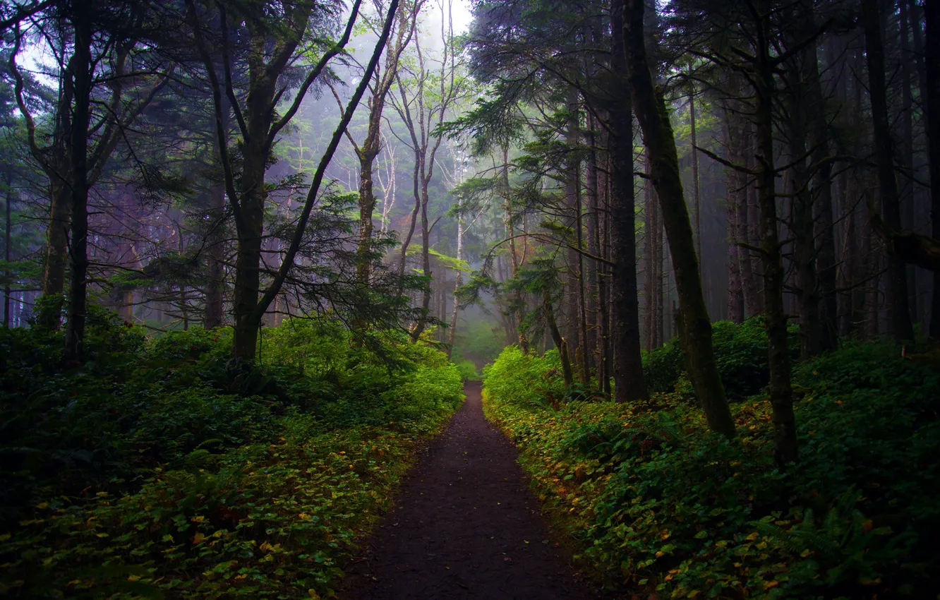 Photo wallpaper greens, forest, leaves, light, trees, branches, fog, track