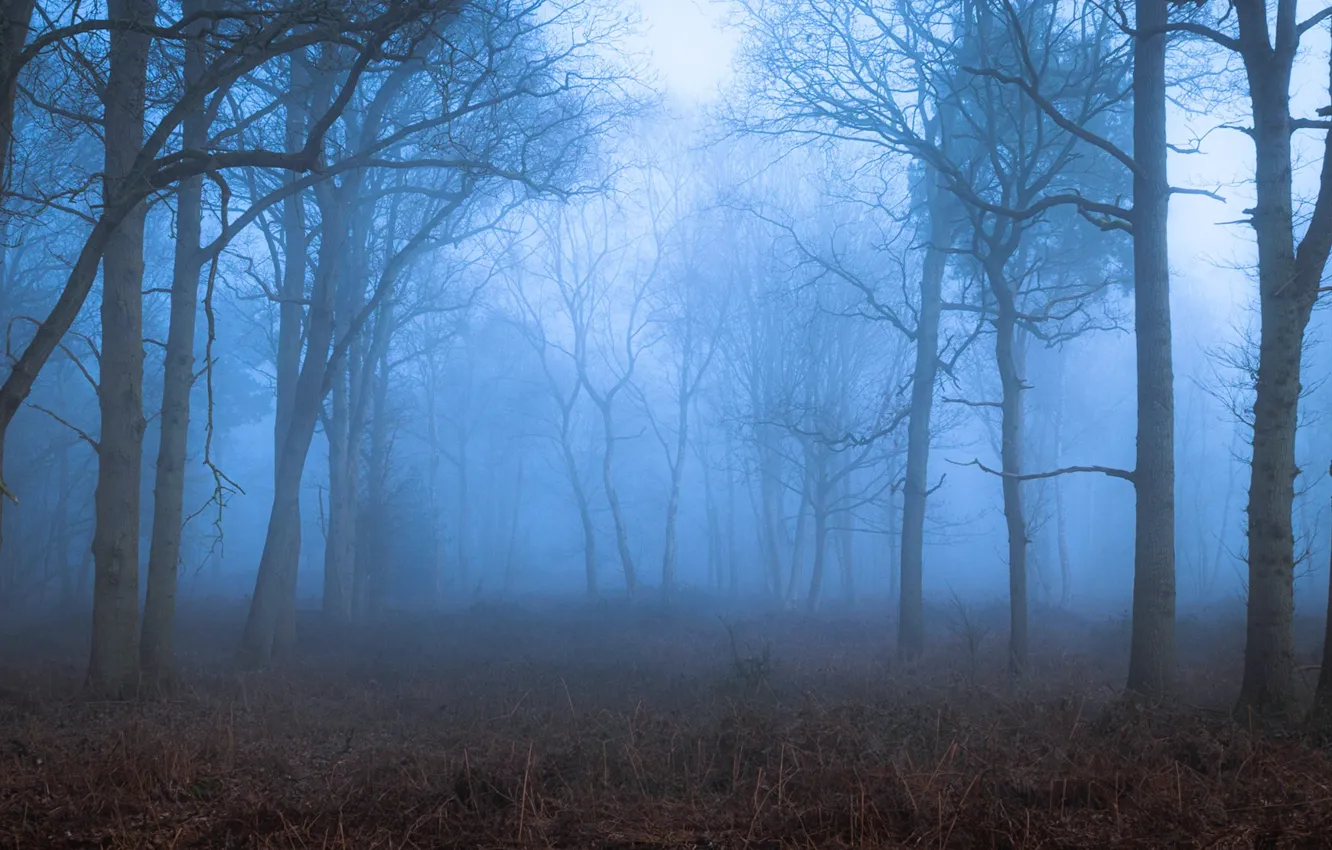 Photo wallpaper forest, trees, nature, fog, UK, United Kingdom, Toby Cunningham