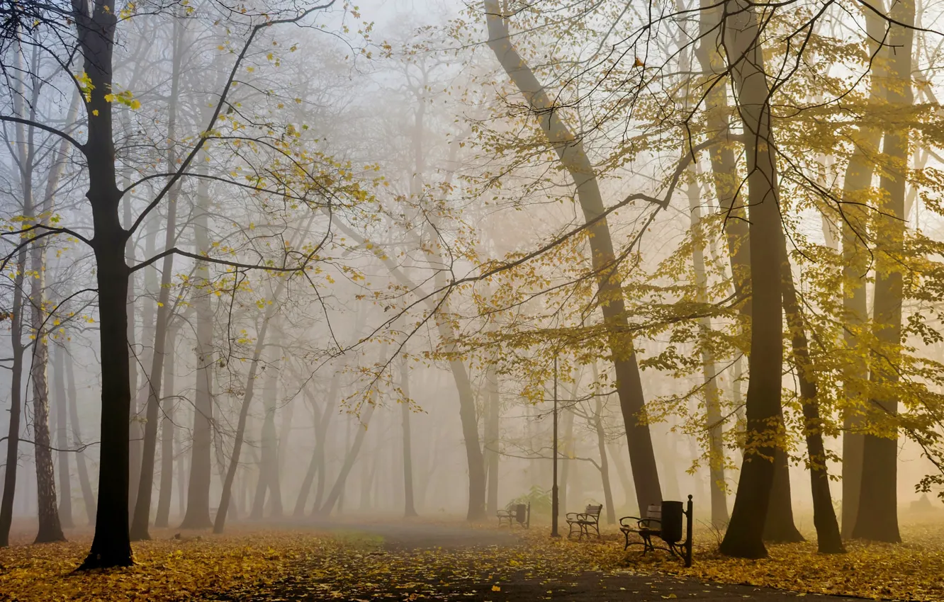 Photo wallpaper autumn, forest, trees, bench, branches, fog, Park, foliage