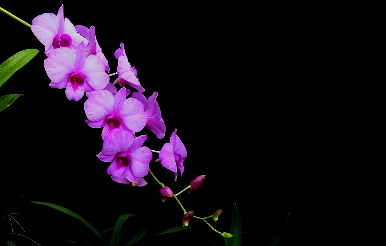 Photo wallpaper background, inflorescence, Orchid, petals