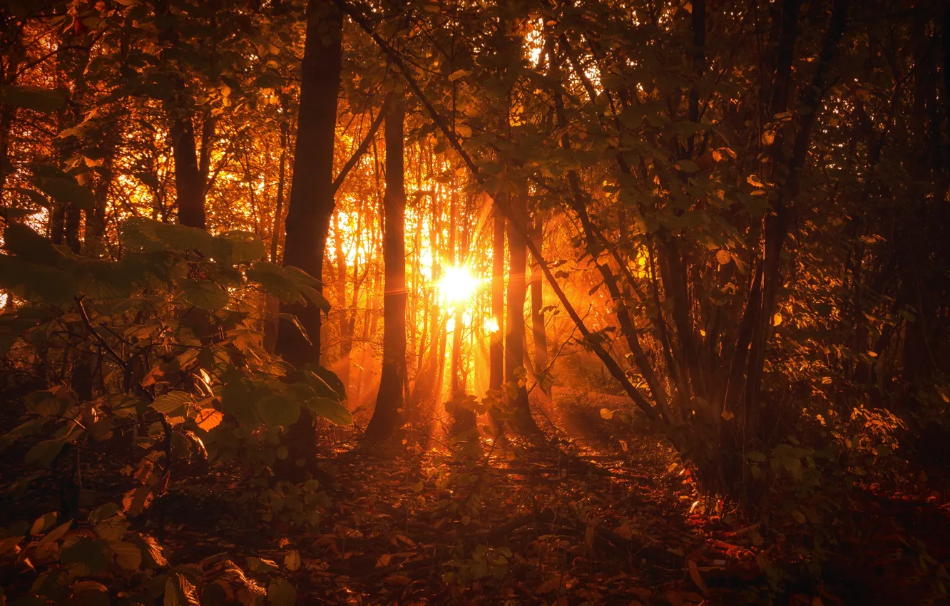 Photo wallpaper autumn, forest, trees, foliage