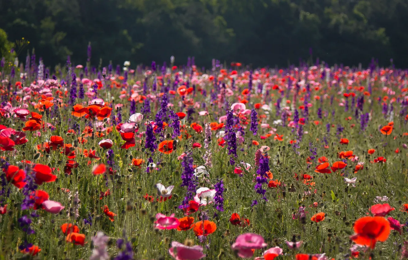 Photo wallpaper field, summer, flowers