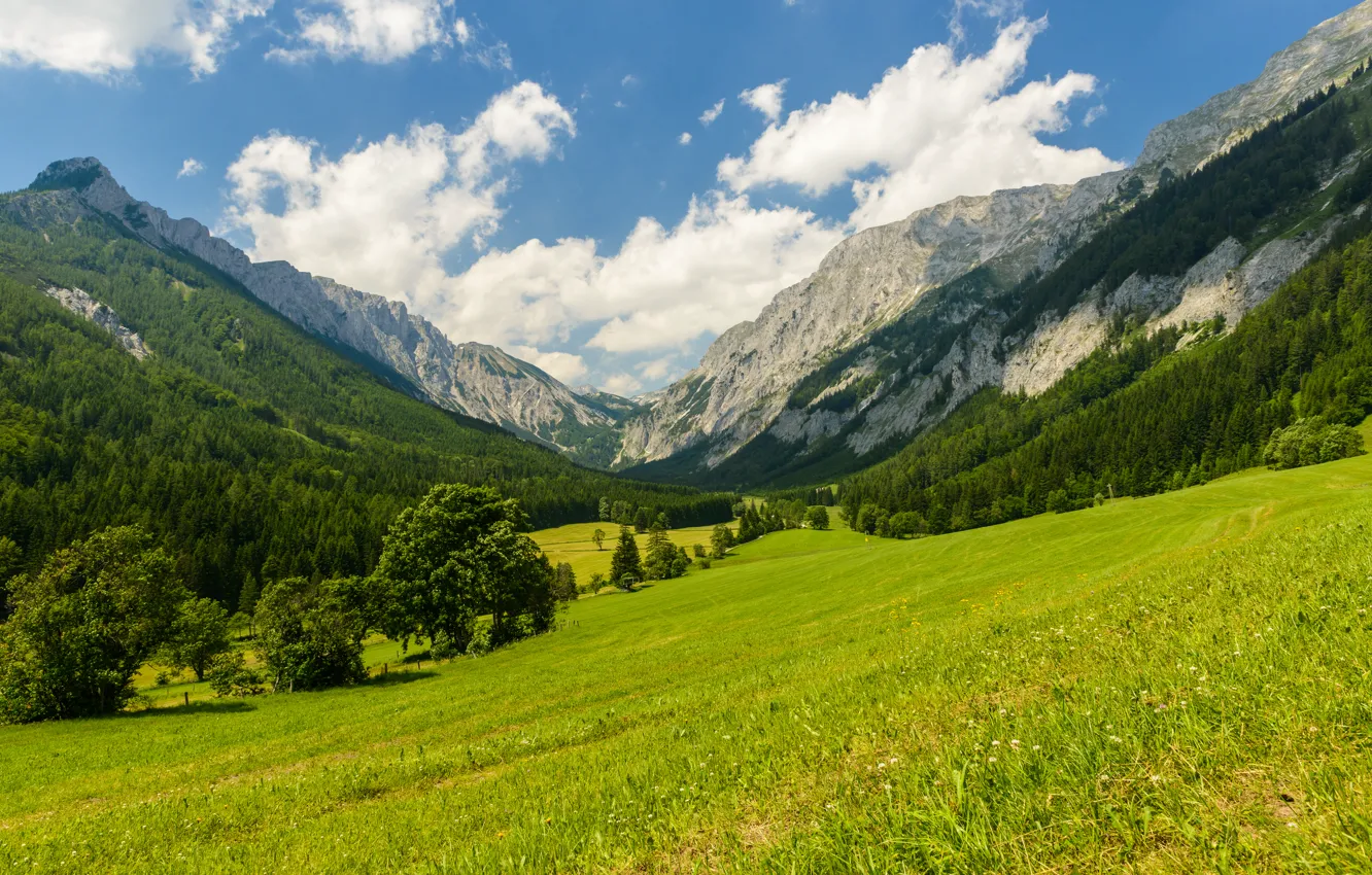 Photo wallpaper trees, mountains, nature, clearing, trees, nature, mountains, meadow