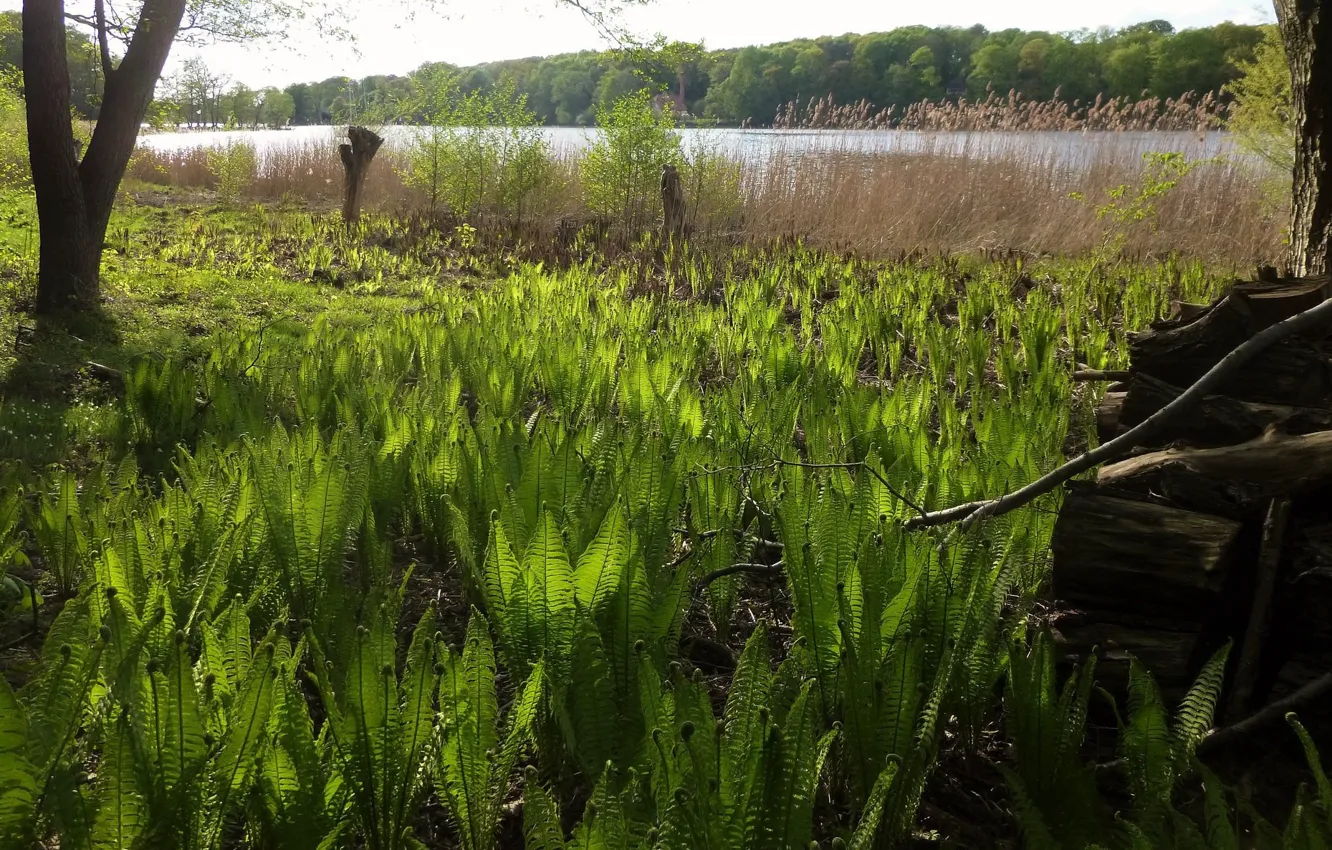 Photo wallpaper greens, nature, plant