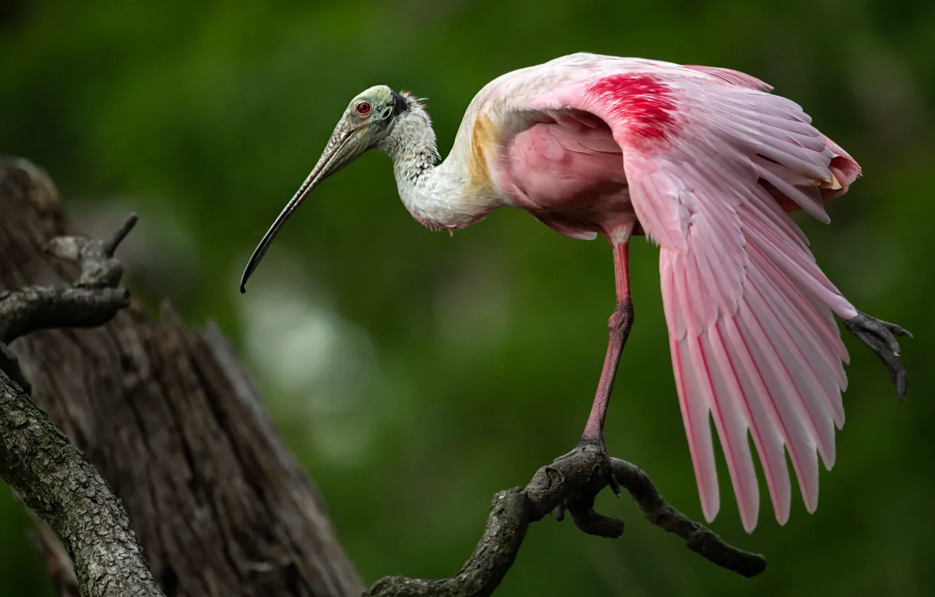 Photo wallpaper background, bird, wings, feathers, snag, roseate spoonbill