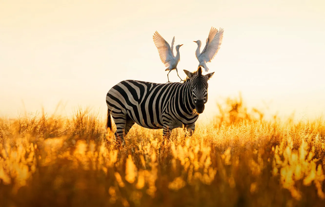 Photo wallpaper birds, nature, Zebra, Africa, South Africa, cattle egret, Rietvlei Nature Reserve