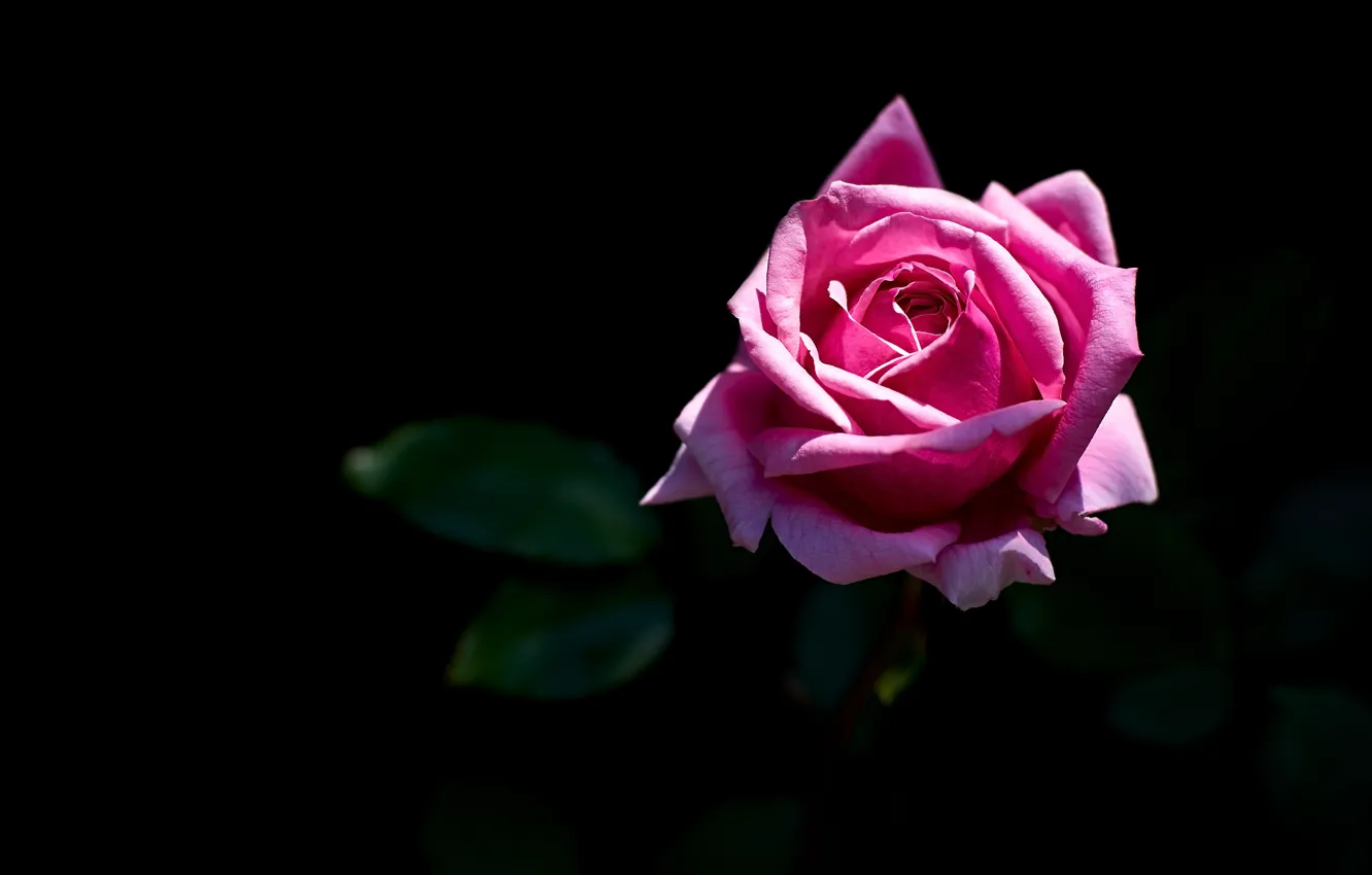 Photo wallpaper roses, pink, black background