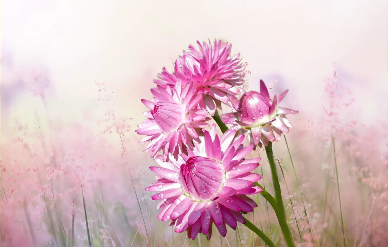 Photo wallpaper flowers, background, pink, Helichrysum