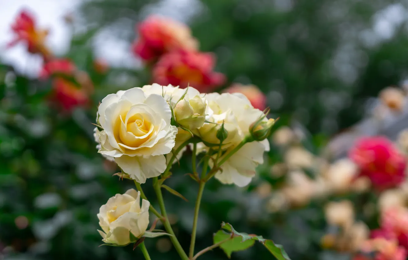 Photo wallpaper flowers, yellow, roses