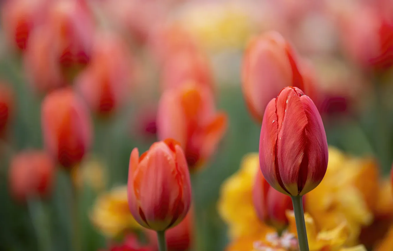 Photo wallpaper macro, flowers, background, focus, spring, tulips