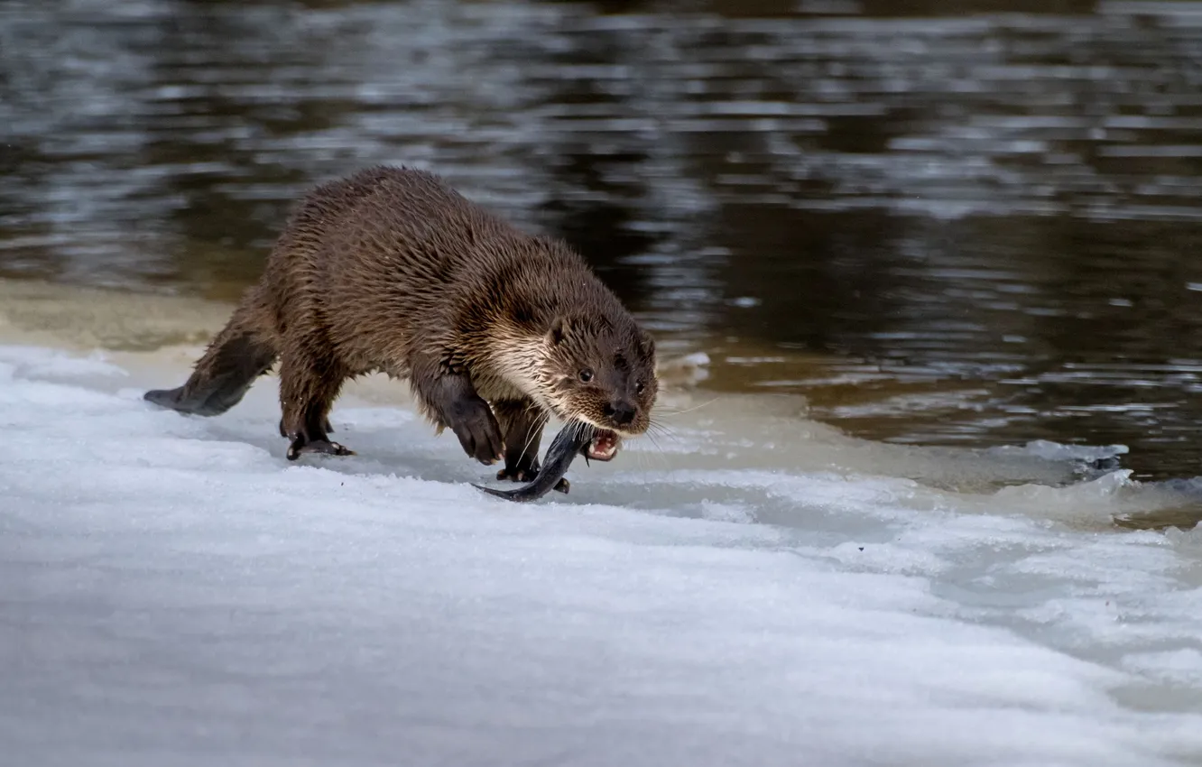 Photo wallpaper winter, fishing, otter, wild animals, Nadezhda Demkina, Krasny Bor