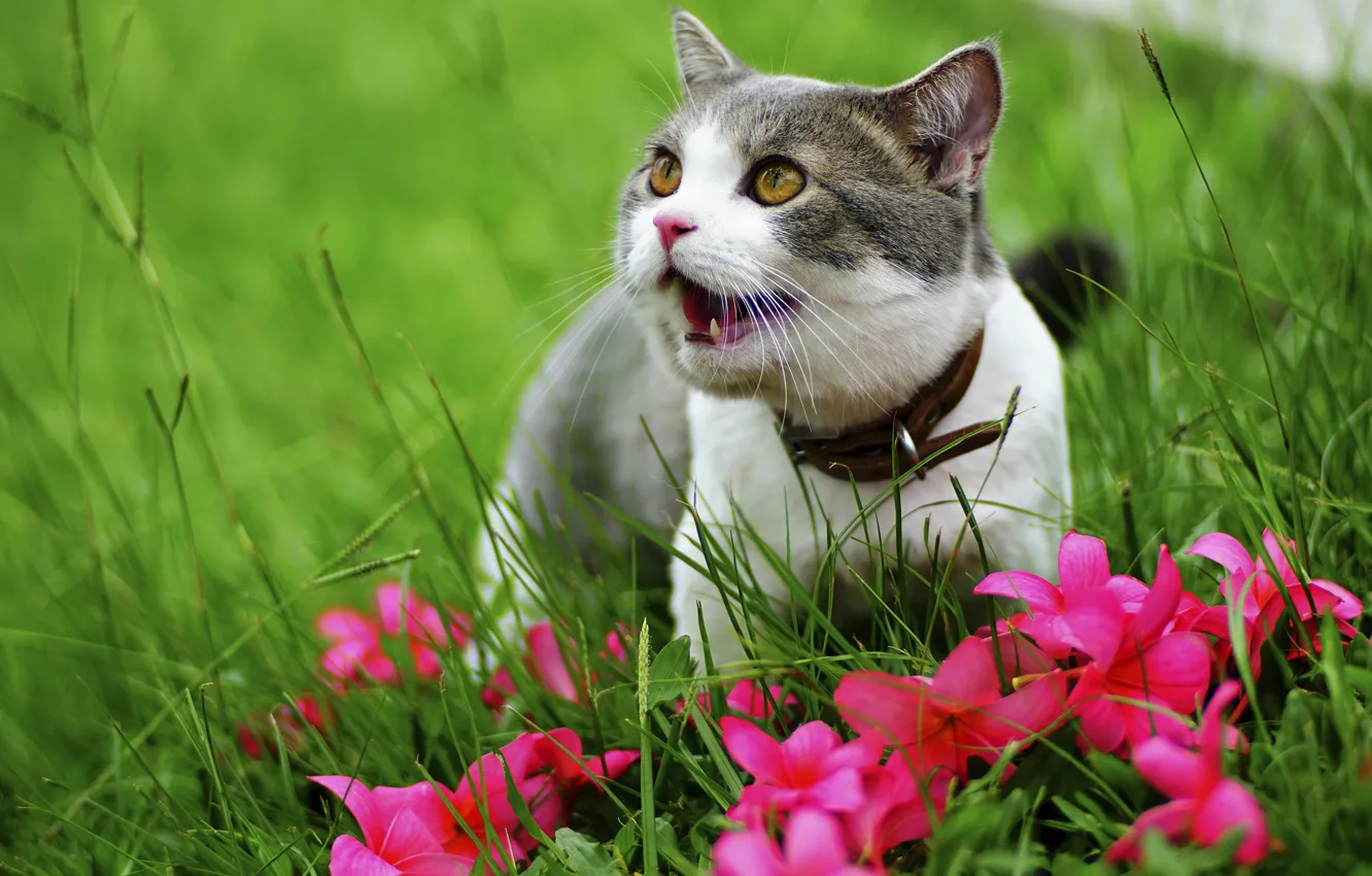 Photo wallpaper greens, cat, grass, cat, flowers, nature, grey, muzzle