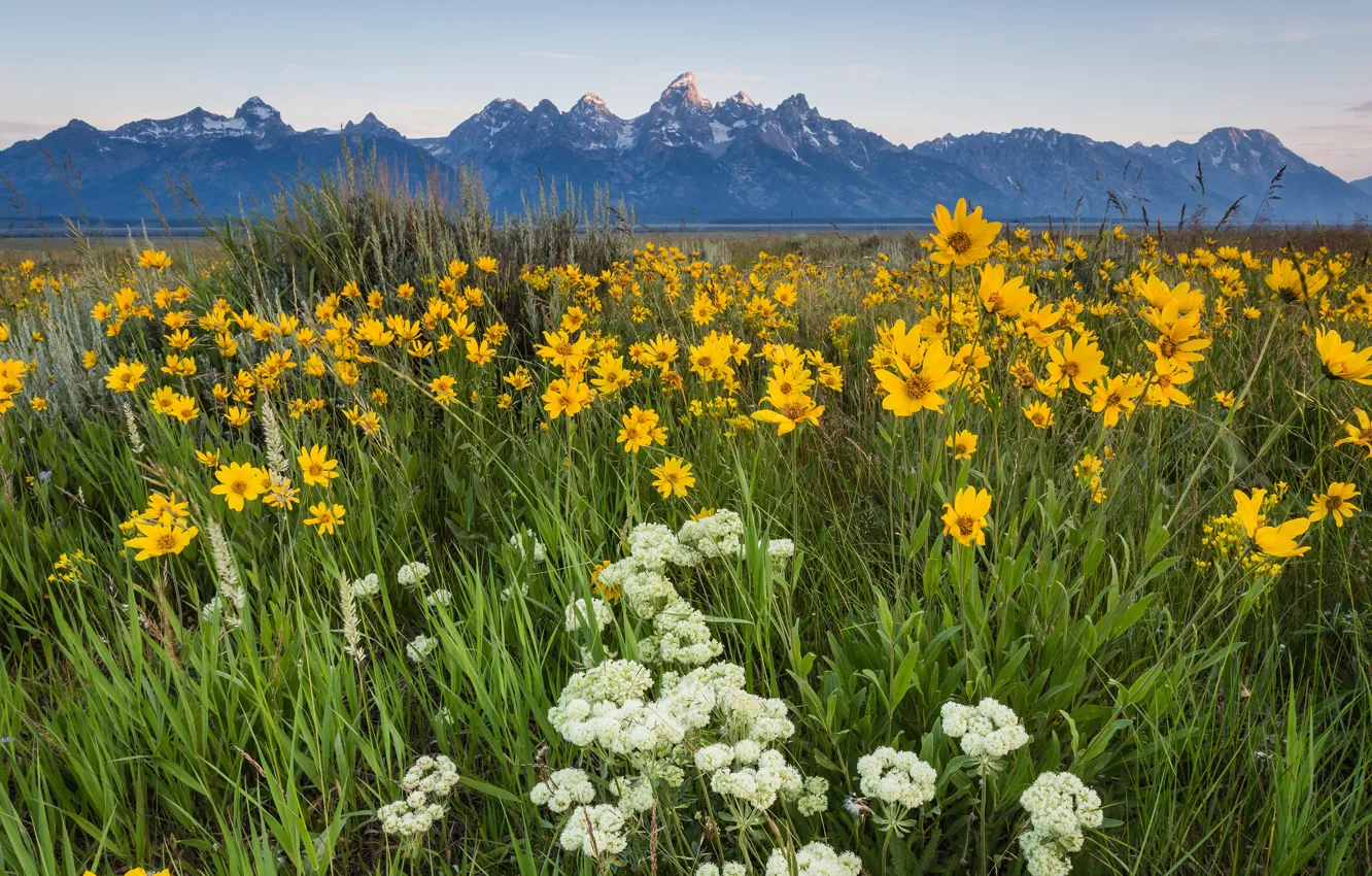 Photo wallpaper greens, field, summer, the sky, grass, leaves, landscape, flowers