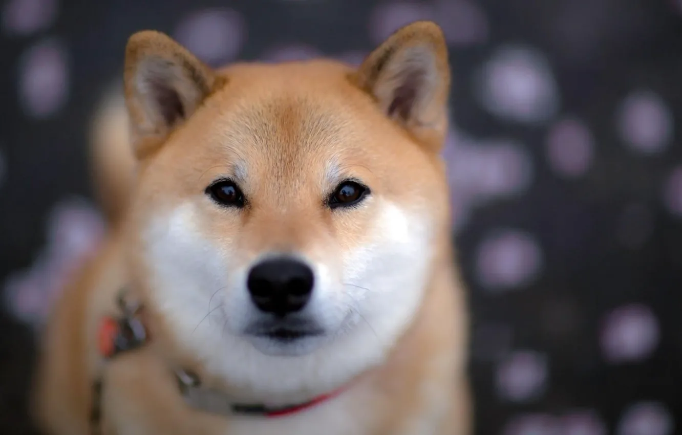 Photo wallpaper face, collar, Akita inu