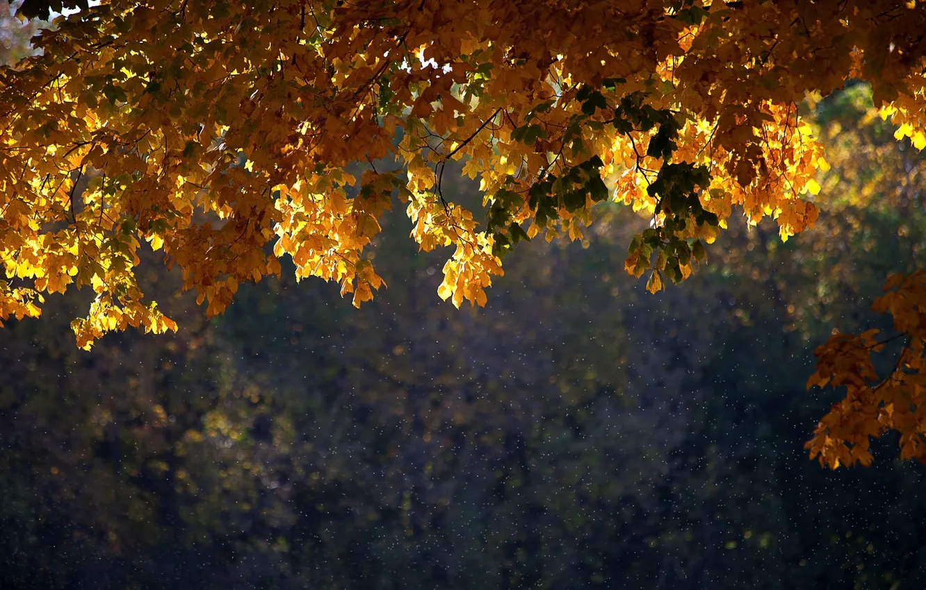Photo wallpaper autumn, leaves, trees