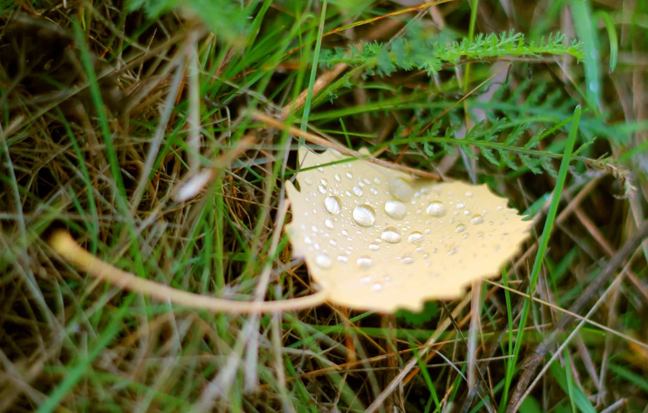 Photo wallpaper grass, water, drops, green, Rosa, background, leaf